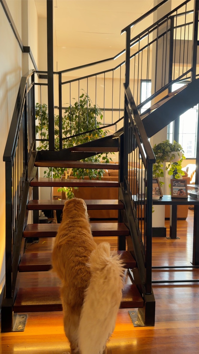 Pet climbing the timber staircase between floors