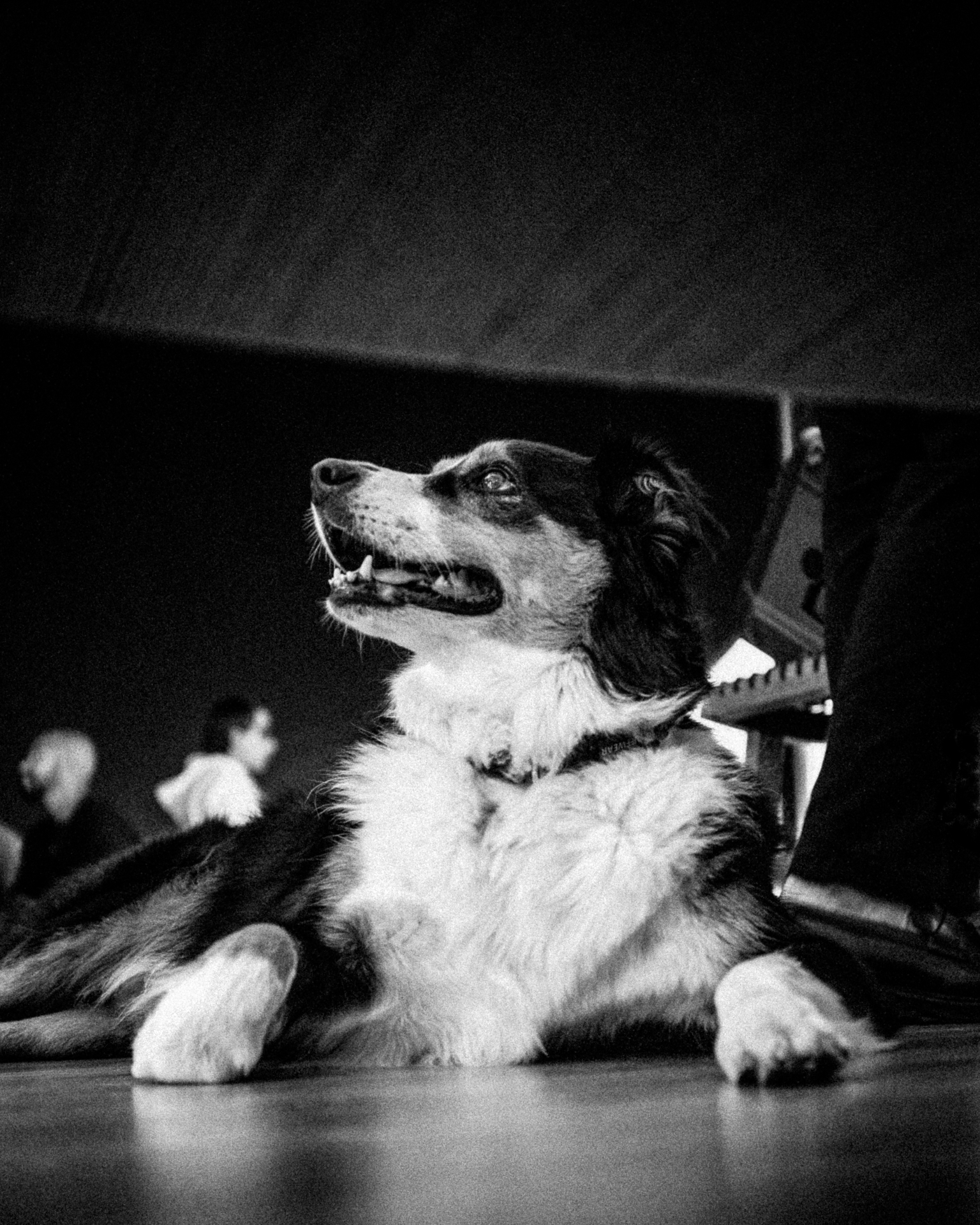 Black and white portrait of a pet watching from under a table at a party