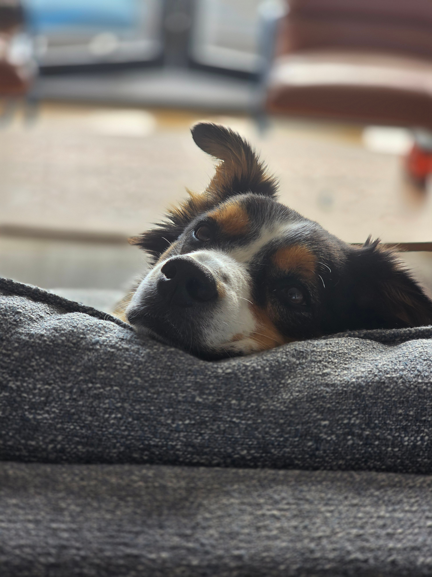 Pet upside down on the pet bed in afternoon sun