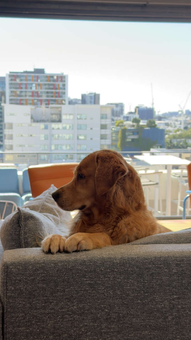 Pet resting on the balcony couch with the Brisbane skyline behind