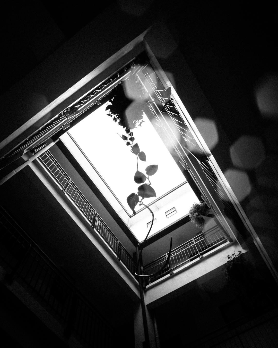 Black and white diagonal atrium view with hanging vine and soft lens flare