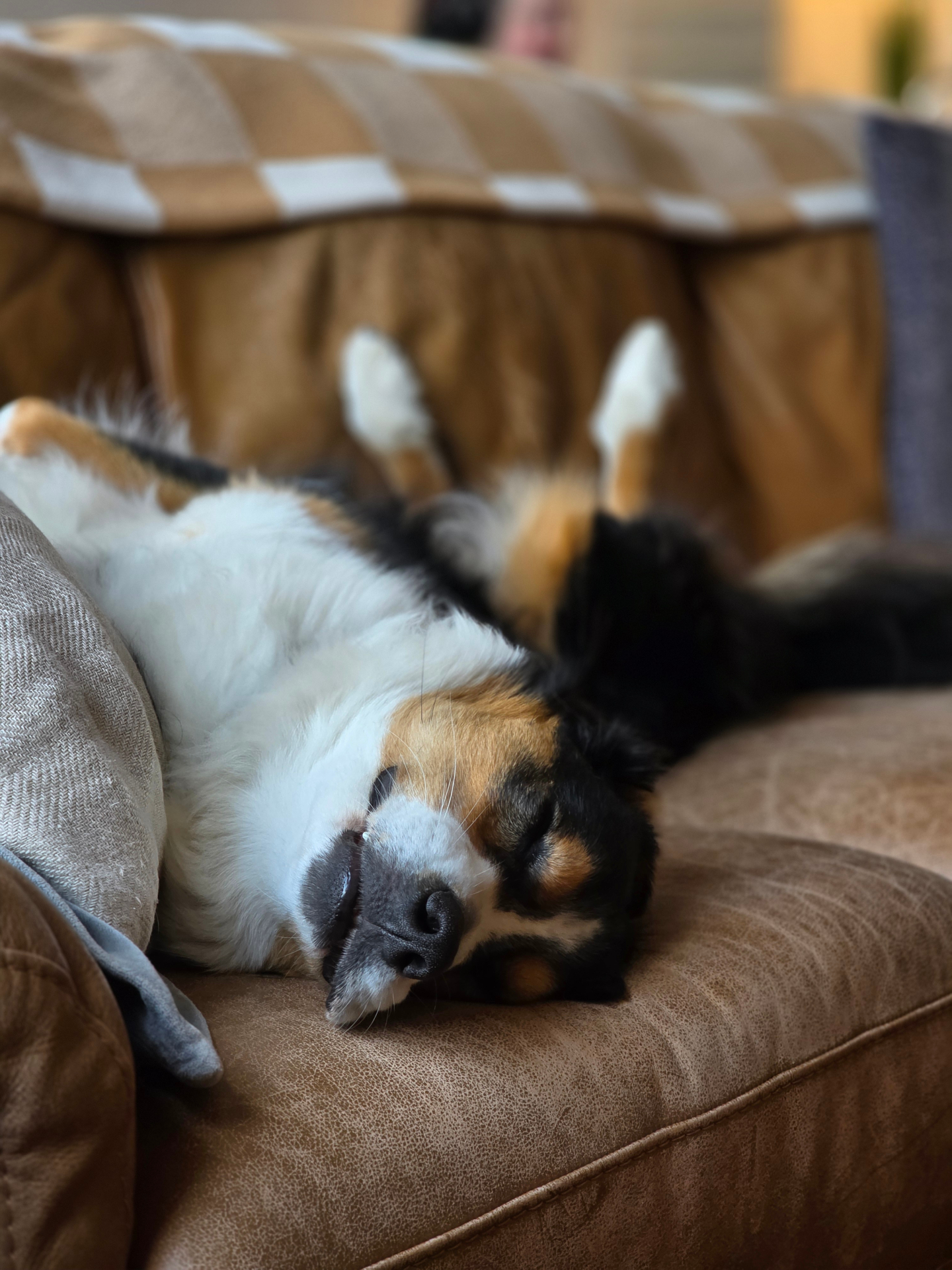 Pet asleep belly-up on the leather couch