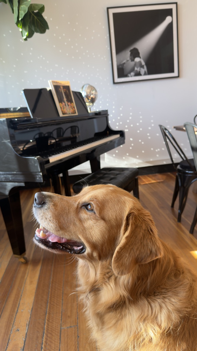 Pet sitting beside the grand piano in the penthouse