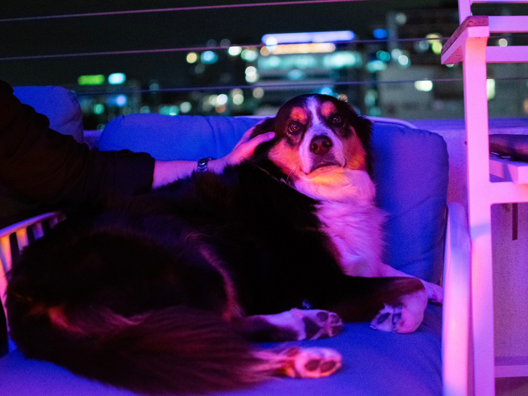 Pet on the rooftop couch under pink and blue neon, Brisbane city lights behind